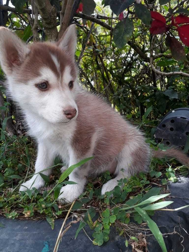 Cachorros Lobos Siberianos