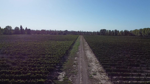 Exclusivo Viñedo De 20 Ha. En Cuadro Benegas