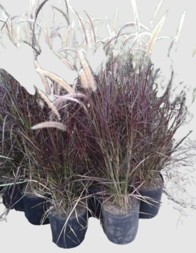 Pennisetum Rubra Cola De Zorro Graminea