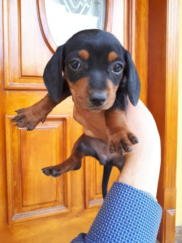 Cachorros Teckel Miniaturas