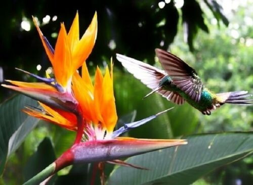 Semillas Flor Del Pájaro Ave Del Paraíso Strelitzia Reginae | Cuotas sin  interés