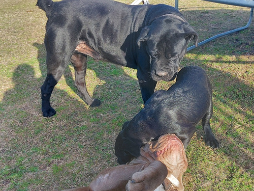 Cane Corsos