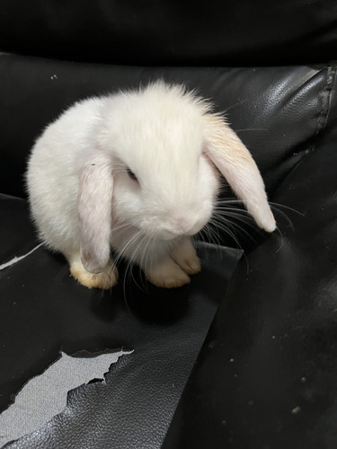 Conejos De Dos Meses