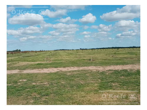 Imagen 1 de 26 de Chacra En Venta En San Nicolas De Los Arroyos - Plantación De Nuez Pecan En Producción