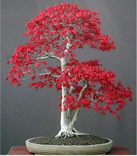 Arce Japones Palmatum 10 Semillas Bonsai - Ornamental