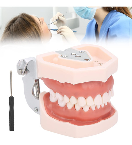 Modelo De Dientes Estándar, Modelo De Dentadura De
