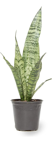 Planta Sansevieria Lengua De Suegra Espada De San Jorge