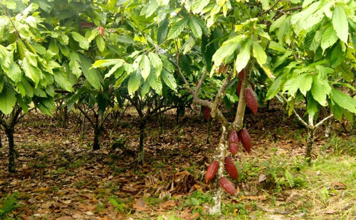 Árbol De Cacao + Regalo
