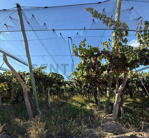 Finca Y Bodega En Venta En Rivadavia