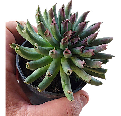 Suculenta Sempervivum Tectorum Oddity