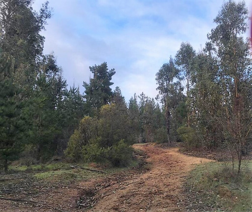 Cauquenes Viñas Y Forestal, 2 Tranques (70047)