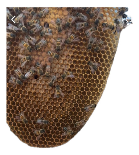 Miel De Abeja
