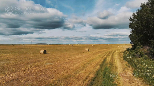 Campo En Arrendamiento - PaysandĂș