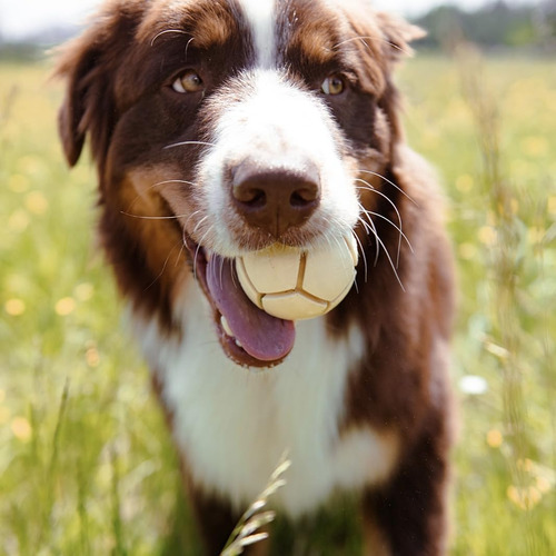 Pelota De Goma Natural Para Perros Para Un Juego Seguro Y D. Color Blanco Sucio