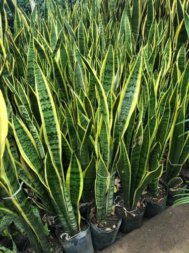 Imagen 1 de 5 de Espada De San Jorge, Sansevieria Trifasciata 70cm