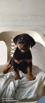 Comprar Cachorro Rottweiler Macho Perross Co