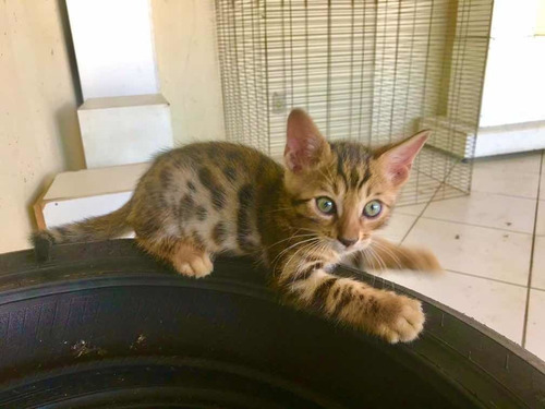 Gato De Bengal