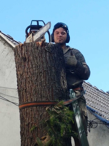 Podas De Altura Extracciones De Arboles Y Arbustivos