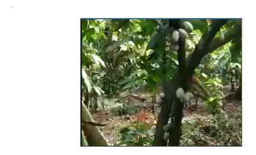 Vendo Finca De Cacao, 46,508 = 74 Tareas, Rd$120,00 X Tarea