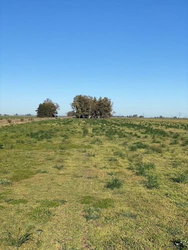 Campo En Venta En Lima, Zarate, Buenos Aires
