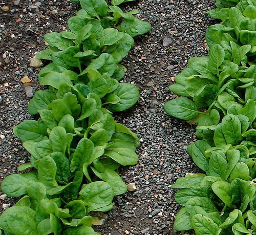 Semillas Espinaca X Sobre Huerta En Casa