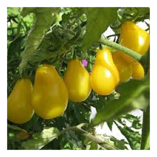 Sementes Tomate Pera Laranja - 100mg = 50