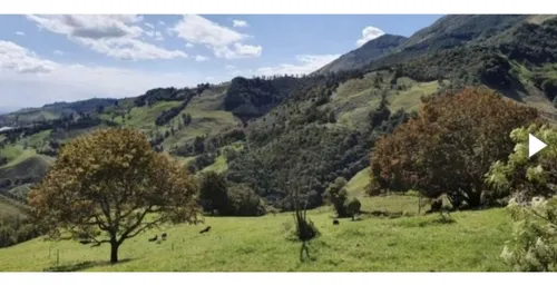 Bloque De 123 Hectareas Para Aguacate Hass En Abejorral