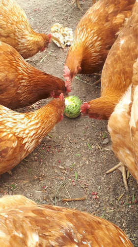 Huevo Gallinas Libre Pastoreo