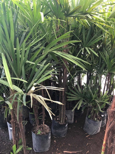 Palmera Rafis 1.70 Altura