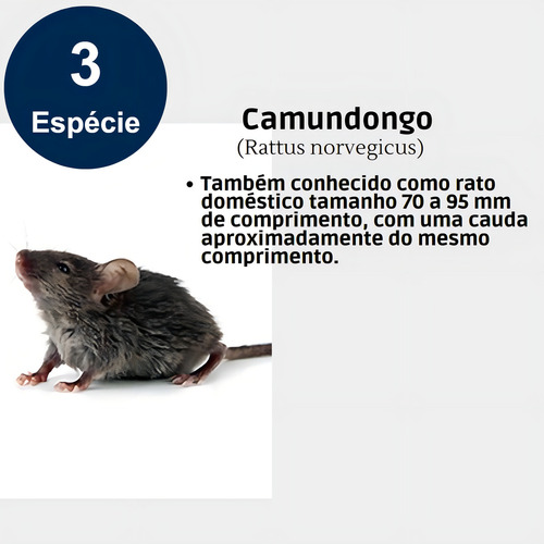 Porta Isca Armadilha Ratoeira Pega Mata Ratos Ratasanas