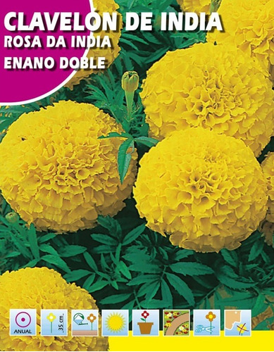 25 Sementes De Rosa Da India Tagetes Marigold Dobrado Flor