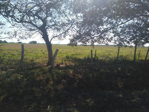 Imagen 5 de 13 de Finca En Barinas Carretera Vieja A 20 Min..de Barinas