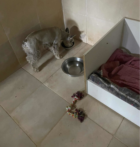 Imagen 9 de 9 de Hotel Shadows Para Perros Naturaleza, Experiencia Y Amor