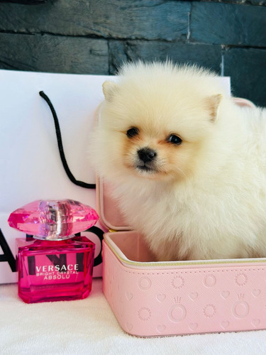 Pomerania Hembra Y Macho Ojos Azules Cara De Osos... Vip Blanco Hueso Oso Machito