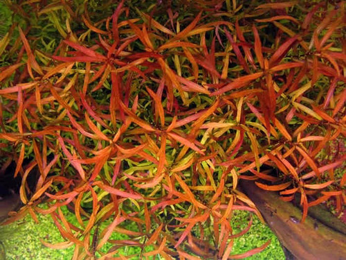 Paquete De Plantas Acuaticas