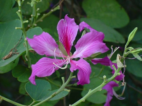 Bauhinia Variegata 10 Semillas Arbol Orquidea Purpura Sdqro2