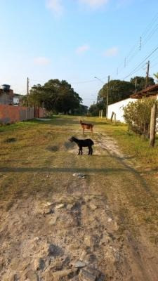 Imagem 4 de 5 de Terreno Com Escritura Medindo 181m² De Área Em Itanhaém Sp