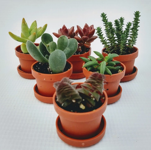 Suculentas Mini Mix 10 Pzas