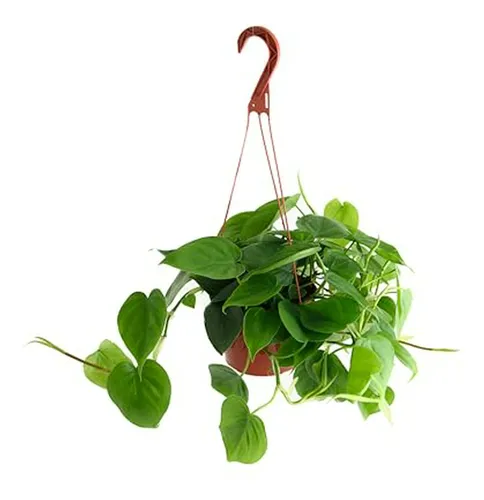 Philodendron Cordatum Planta Corazón 6 - Ideal Para Decorac