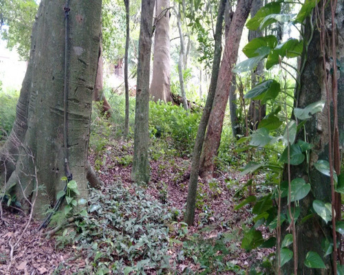 Chácara 3.500 M² - Palermo - Gravataí - Rs - 1080 - 32419601