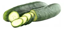 Comprar Semillas De Pepino Germinacion Semillas