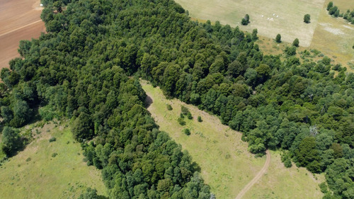 Campo En Venta En Cañitas, Los Muermos, Región De Los Lagos
