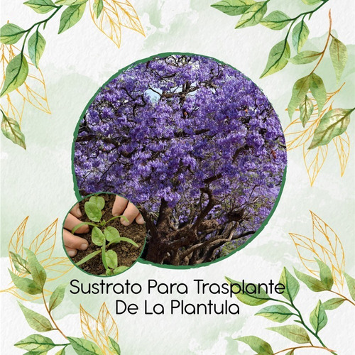 Sustrato Para Trasplante De Jacaranda Caucana