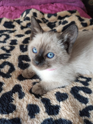 Gatitos Siamés!blue Seal Point! Gato Gata Siames!! Hembra