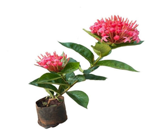 Muda De Ixora Anita Ideal Para Jardim | Parcelamento sem juros