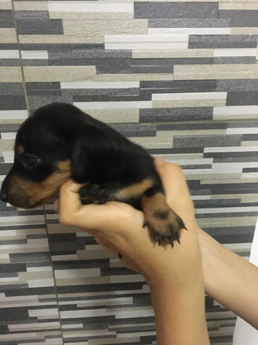 Imagen 2 de 10 de Perros Salchichas Mini 70365966