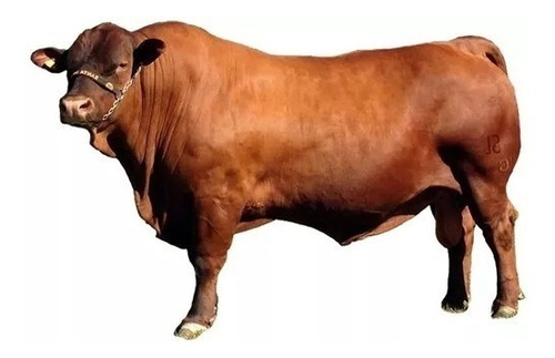 Imagem 4 de 9 de Monensina 40 Ourophós Engorda, Alta Concentração! Balde 10kg