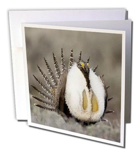 Greater Sage Grouse Foster Flats Oregon Rick A. Brown