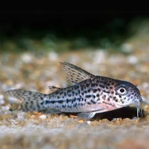 Corydora Osteocarus (3 Unidades)