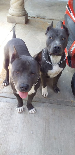 Ofresco Perros Pitbull Blue Para Cruza